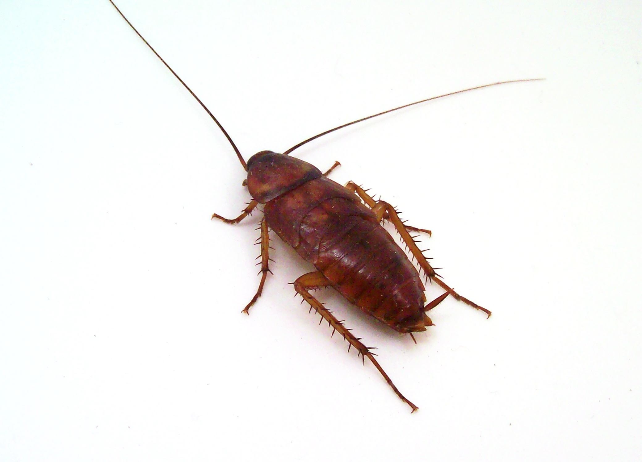 How To Get Rid Of Roaches In Your Denver Home Advantage Pest Management