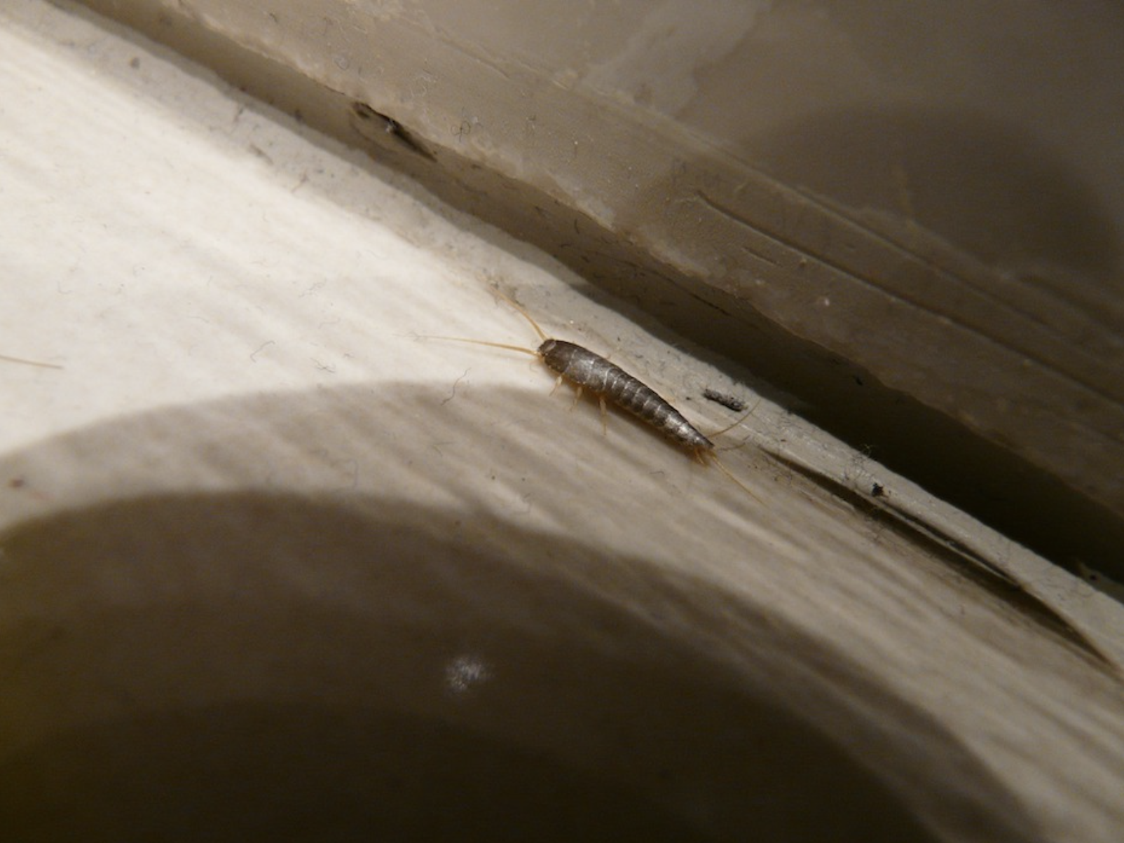 silverfish in crevice of home