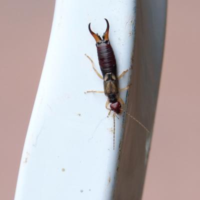 close up image of earwig
