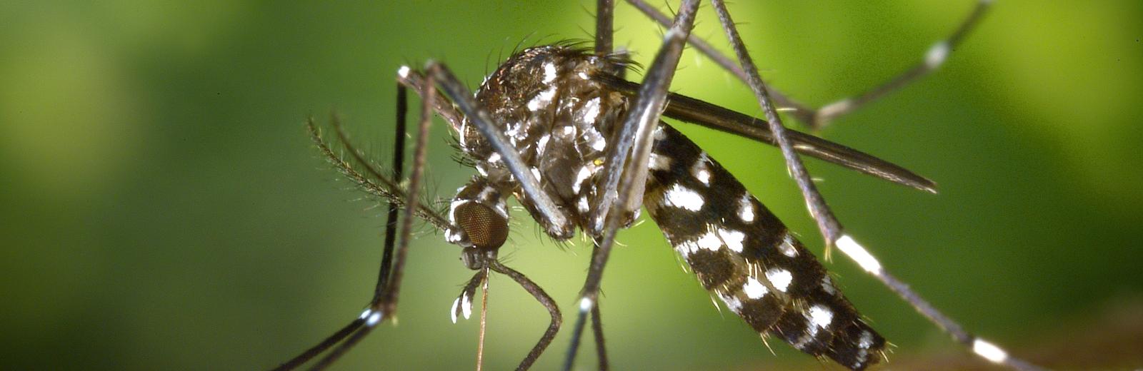 mosquito on skin