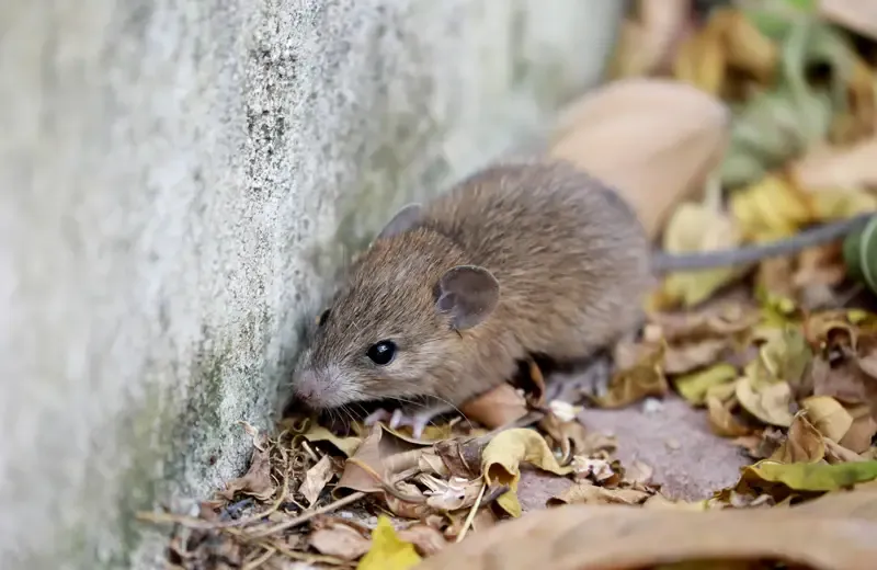 mouse next to a house