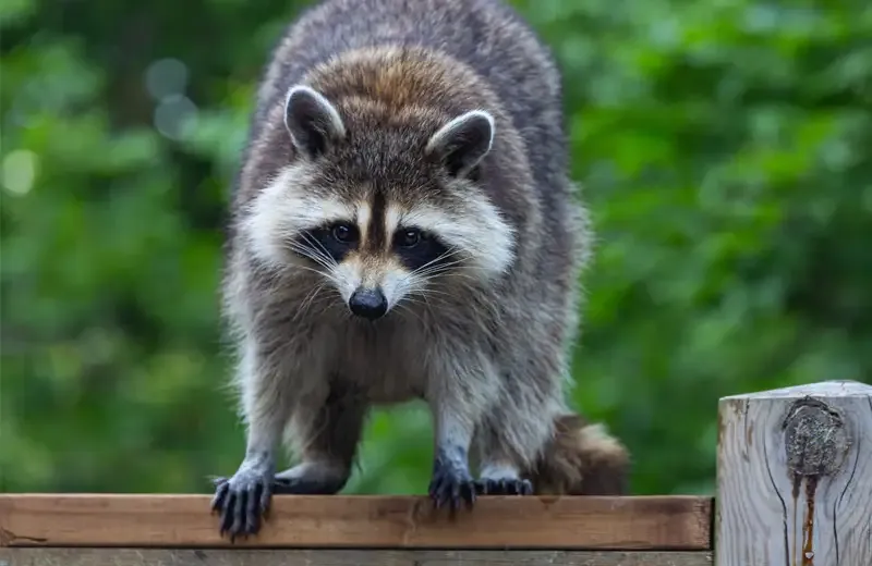 raccoon on fence