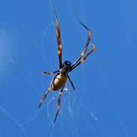 golden silk orb weaver spinning web