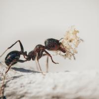 ant control