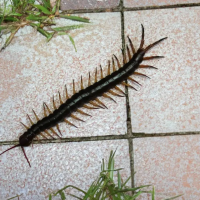 centipede crawling on tile