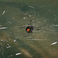 black widow spider