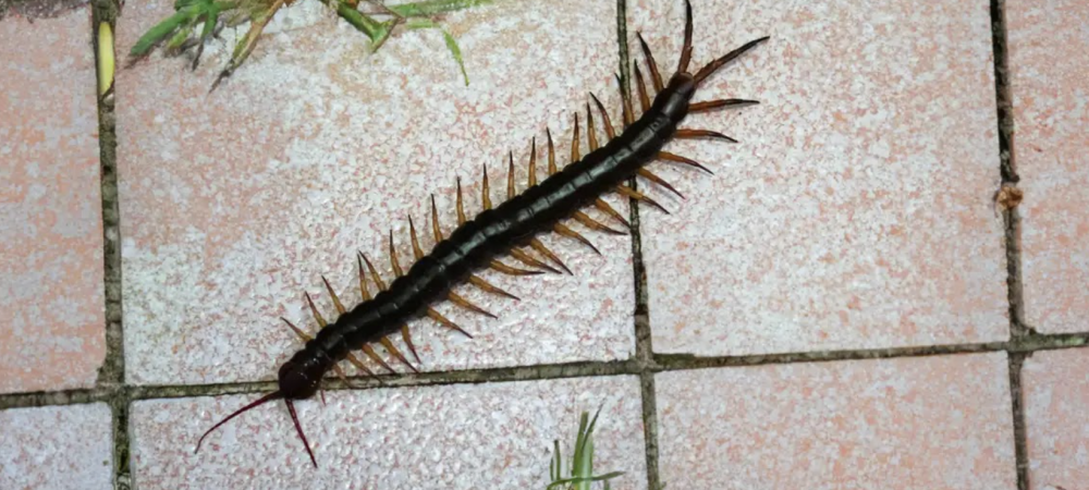 centipede crawling on tile