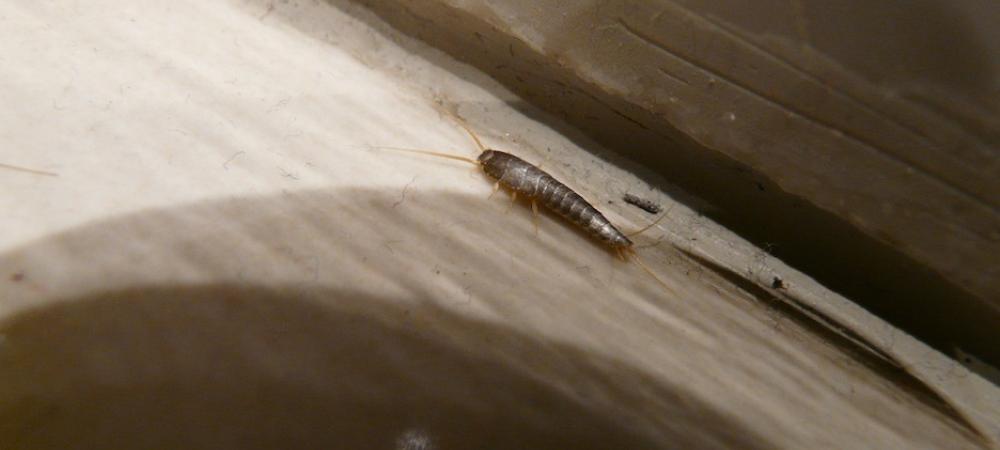 silverfish