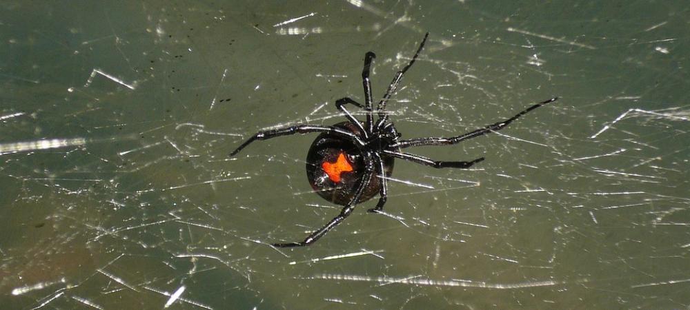 black widow spider