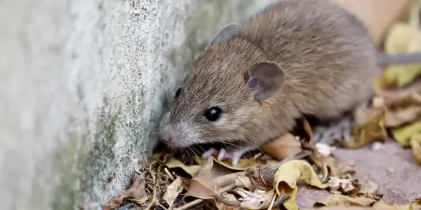 mouse outside of a house exterior