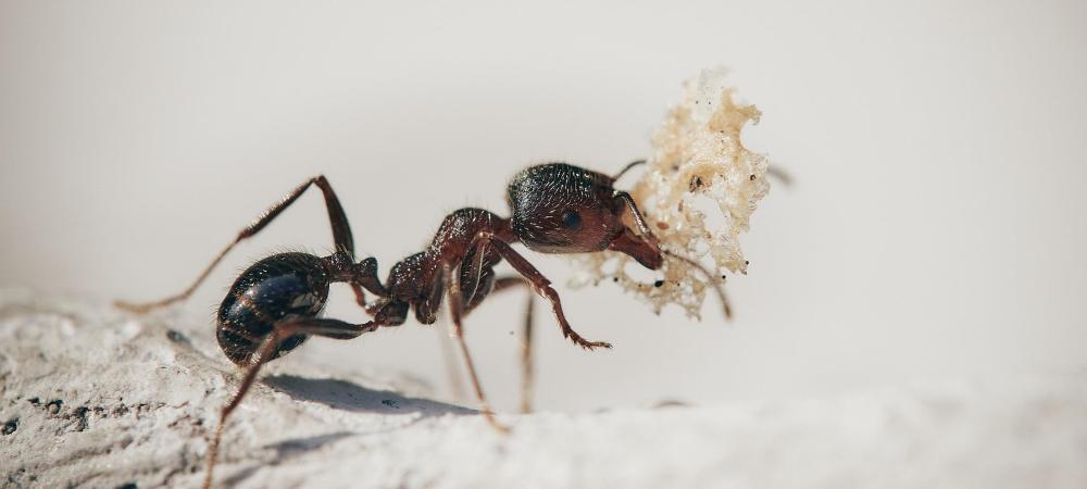 ant control